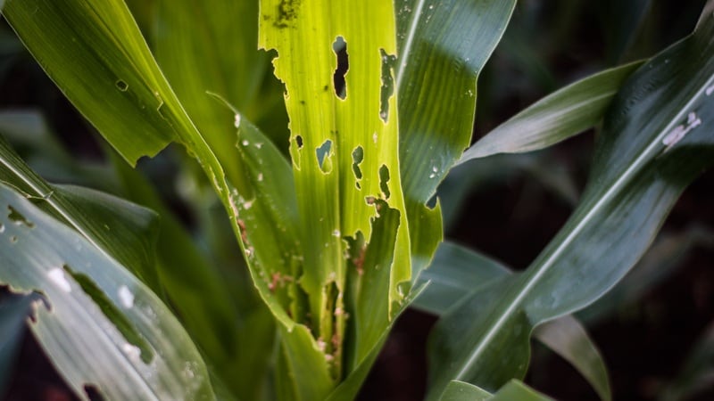 USDA announces NIFA grants to protect ag production from pests, diseases