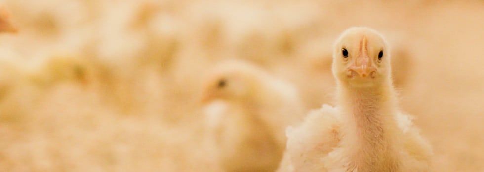 Sustainable-feed-enzymes-are-transforming-animal-nutrition.jpg