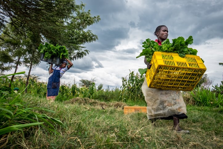 COP28: Calls for urgent need to invest in small-scale farmers as climate solution