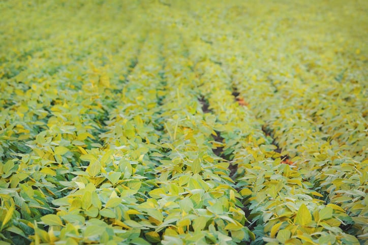 Record high soybean output forecast for Europe: 11.5 million tons 
