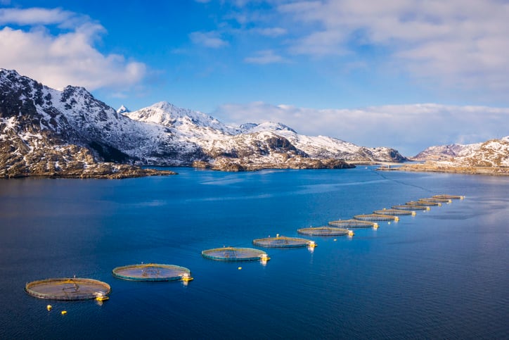 Norway backs use of a genetically modified rapeseed omega-3 product in fish feed