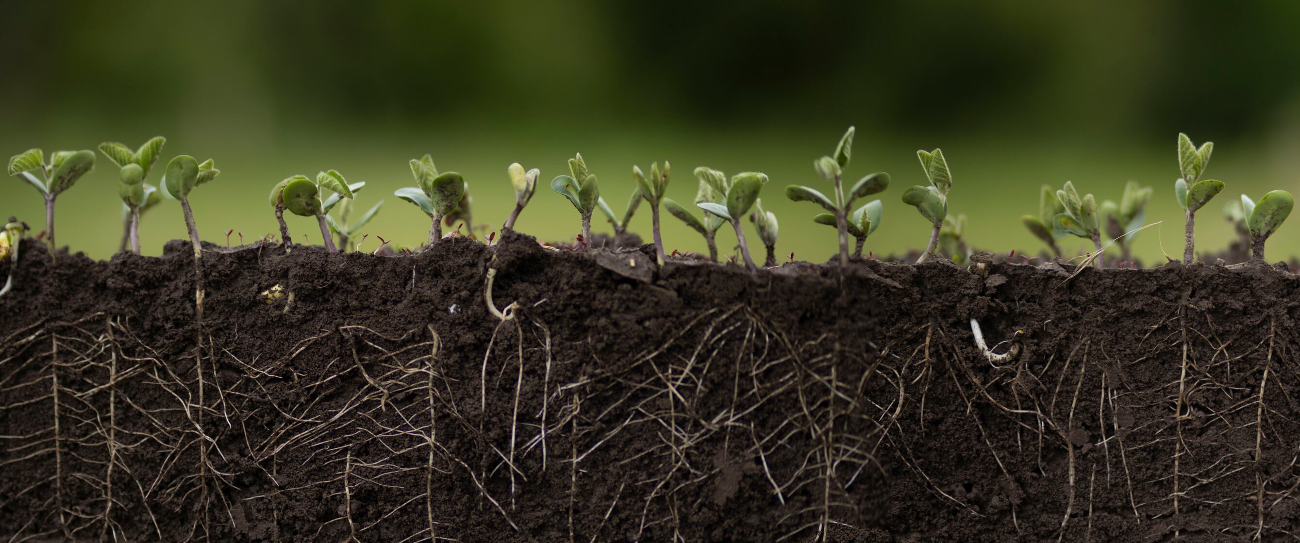 Arevo raises €7.3M to scale bio-based fertiliser that boosts soy yields and slashes nitrogen emissions