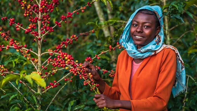 Gates Foundation-funded pilot empowers East African coffee growers to manage climate change with Helios AI