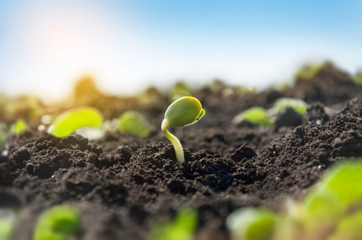Soybean output up in Europe, but fall off in demand predicted for non-GM meal