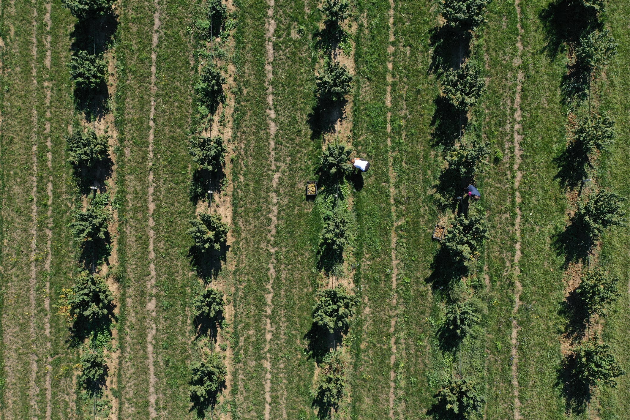 Foray Bioscience and Z’s Nutty Ridge target a faster path to scaling hazelnut trees