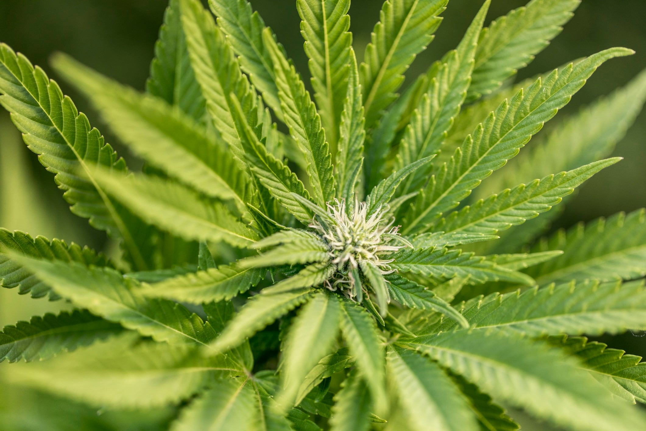 NZ’s cannabis move: Government-backed JV explores a future growth industry