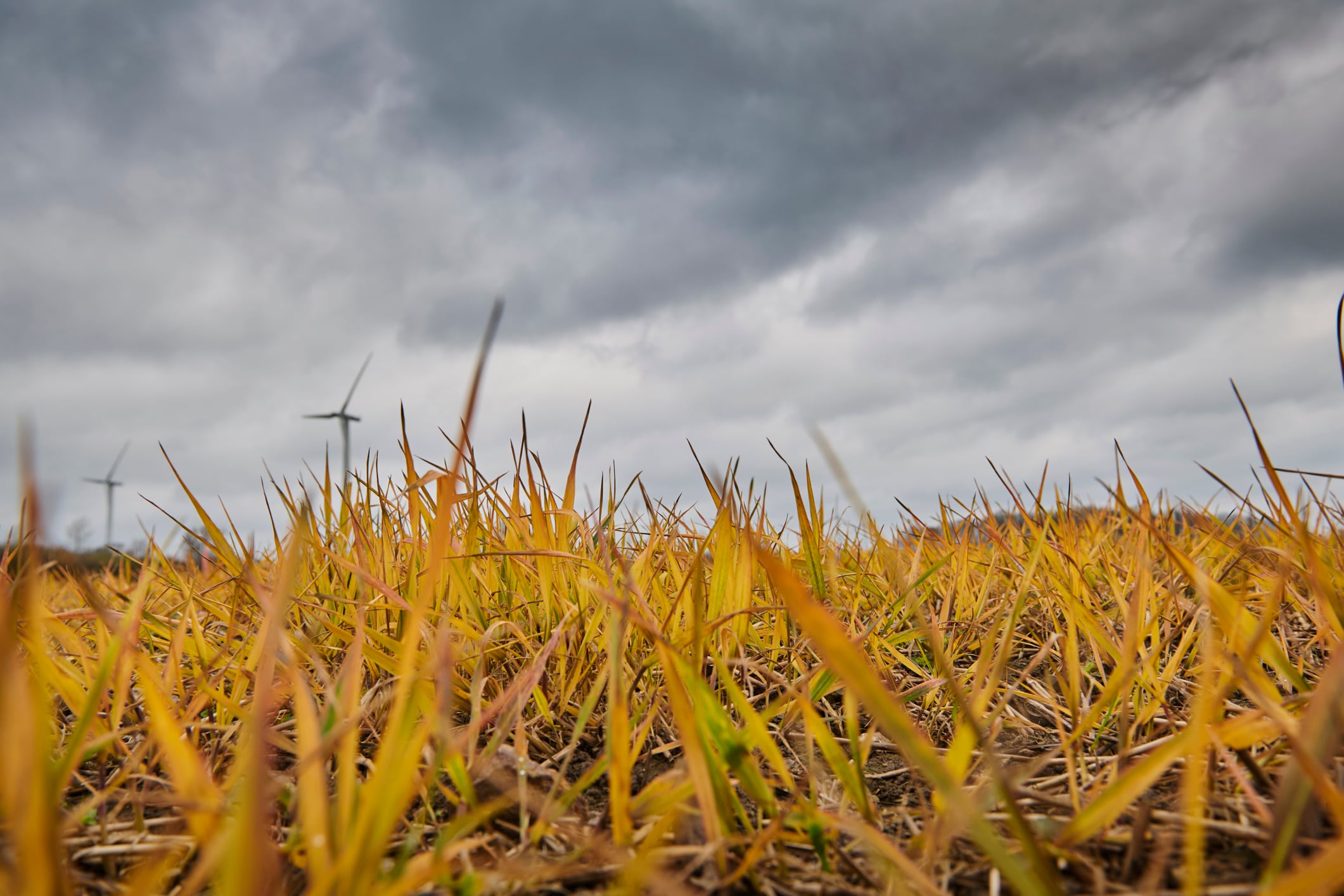 Glyphosate under pressure: campaigners’ push for restrictions likely to accelerate search for alternatives