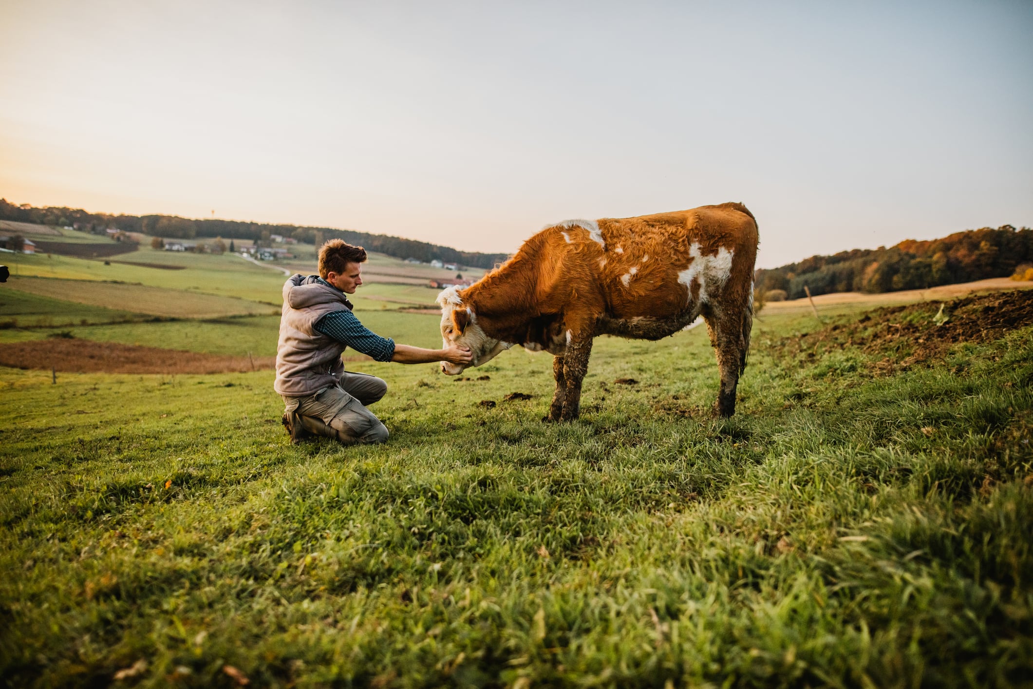 End in sight: New Zealand begins final push to eradicate mycoplasma bovis by 2028