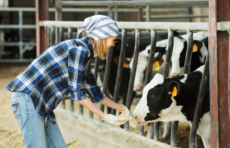 'Precision nutrition approach can lower feed costs and make dairy farming more sustainable' 