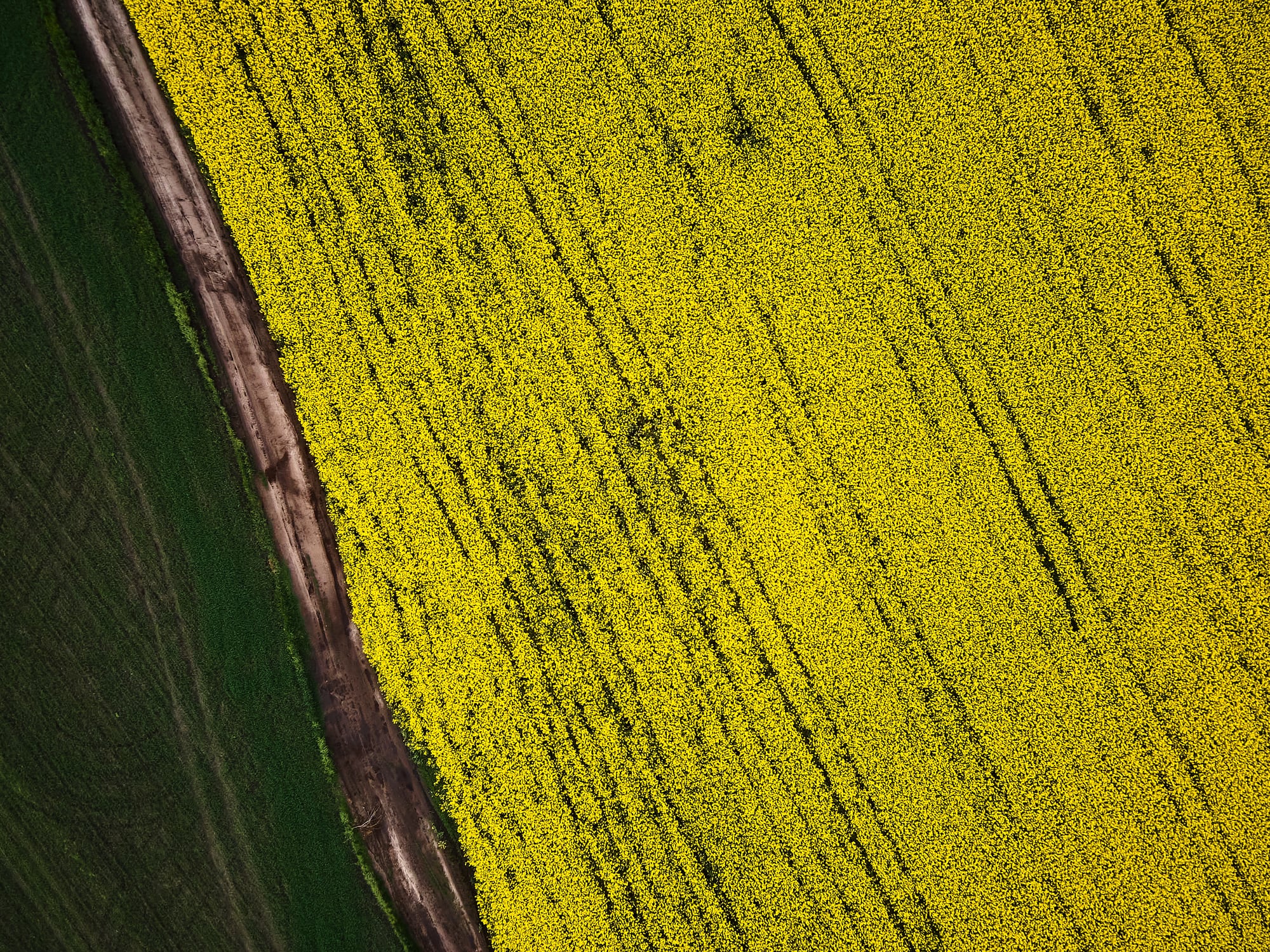 Biographica’s ‘pharma playbook’ for crops draws seed funding and BASF | Nunhems tie-up