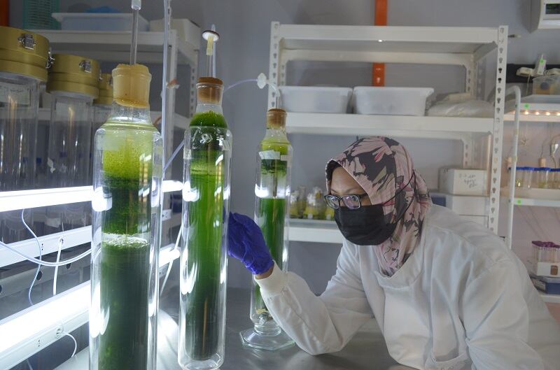 ‘This unlocks the biofuel puzzle’: Biotech company HutanBio hails algae fuel’s ‘massive potential’ after investment win