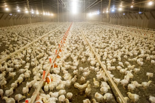 Fermentation could be an inexpensive way to improve the nutritional value of novel chicken feed ingredients