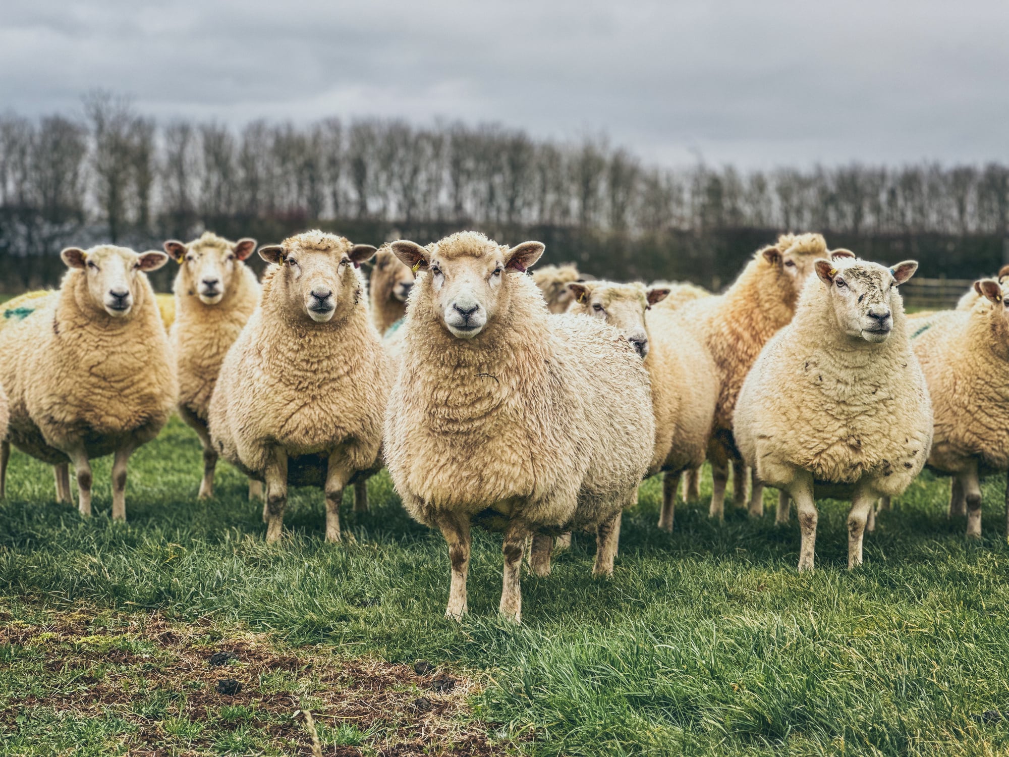 ‘A proven tool’: Low-methane sheep genetics fill a gap as mitigation options remain limited
