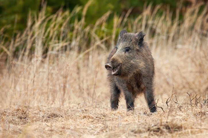 The boar war: how can we best combat wild pig intrusion to ensure crop safety?