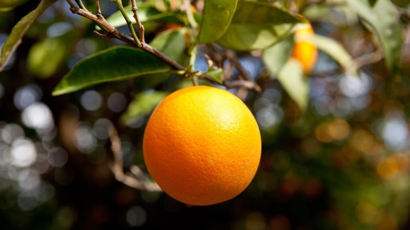 A citrus tree