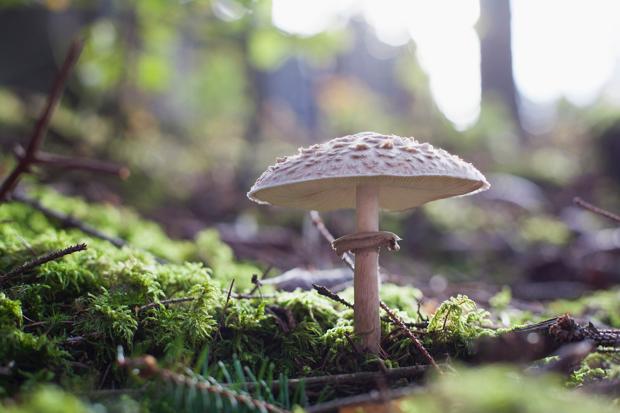 Renewed approach: Why spent mushroom substrate valorisation is crucial for industry sustainability