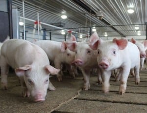Survey: Decline in pig feed output in Asia-Pacific