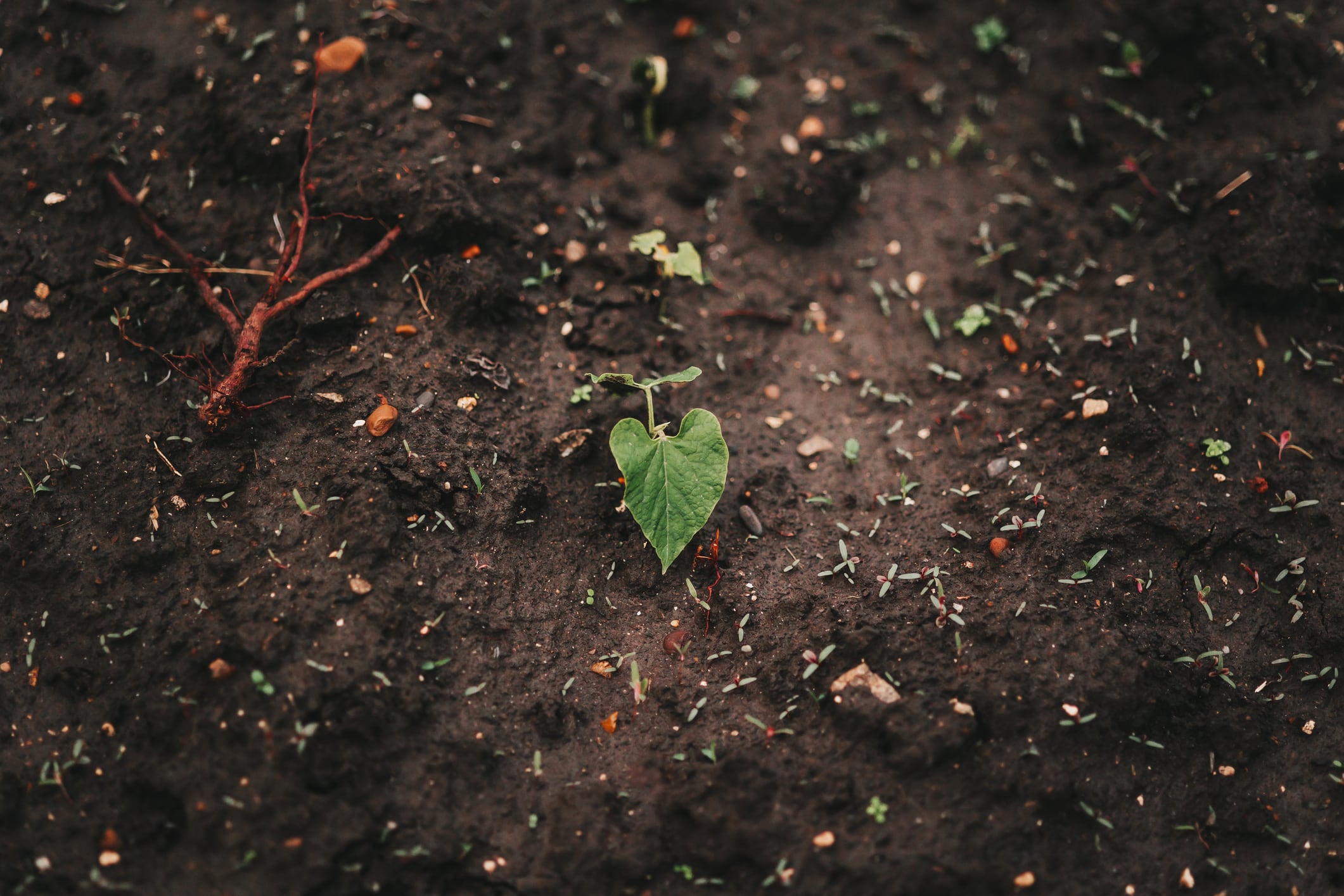 Philanthropy steps in where VC won’t: DSV and Renaissance launch venture engine for climate‑ready crops