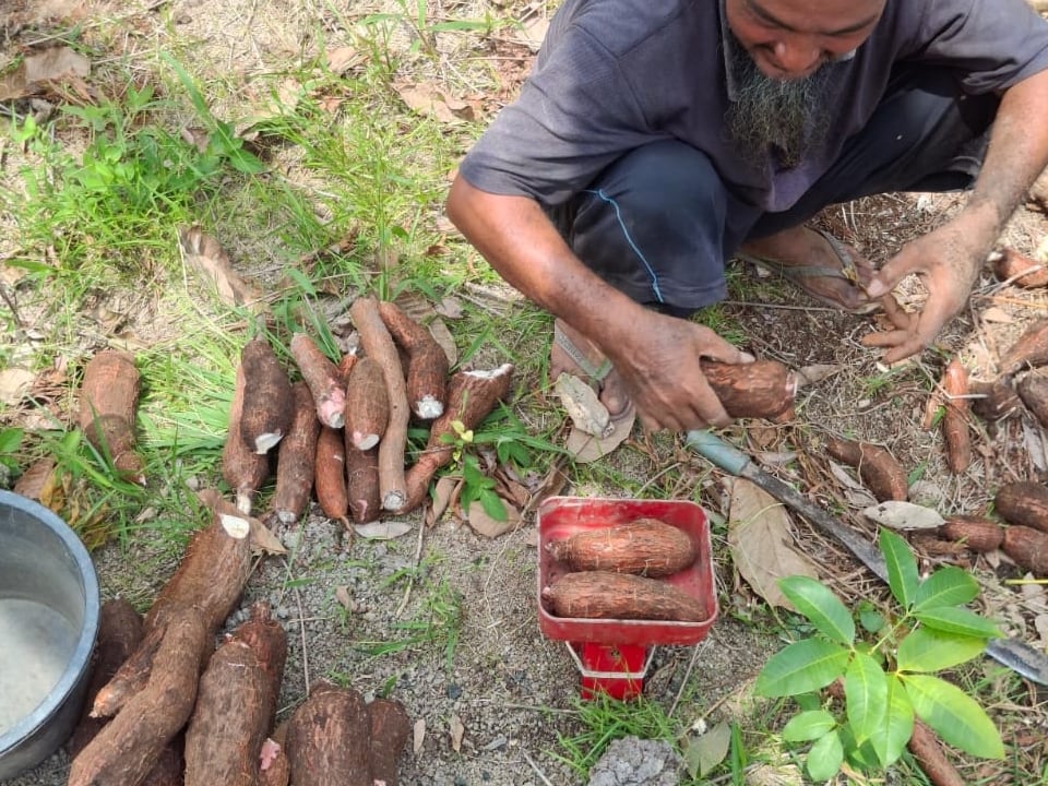 Telarasa modified cassava flour (MOCAF)