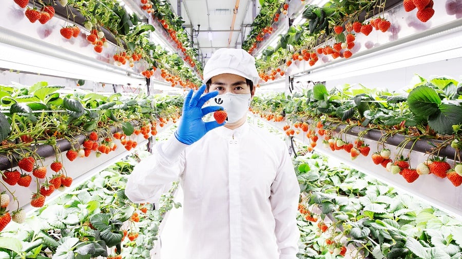 Oishii-raises-134m-in-turbulent-time-for-vertical-farms-to-expand-production-distribution-its-portfolio.jpg