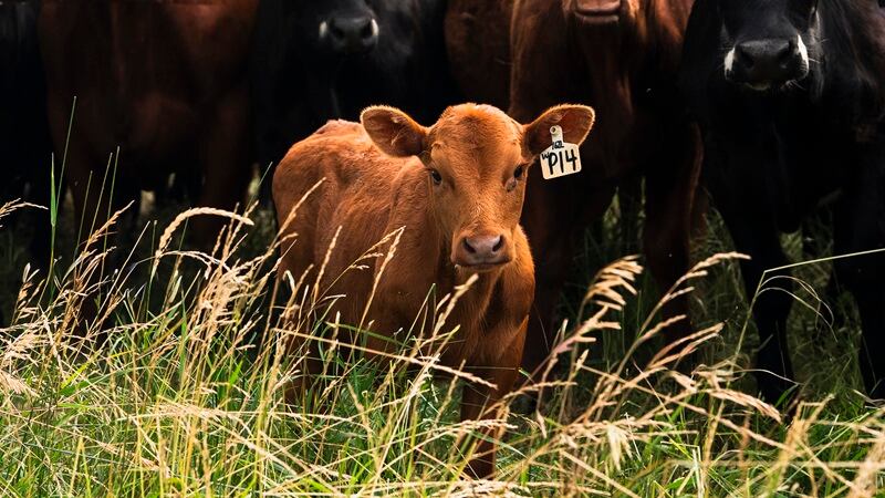 A cow at the Open Gate Acres farm
