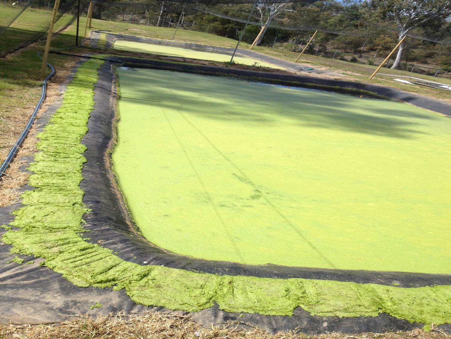 Lemna-Cultivation.jpg