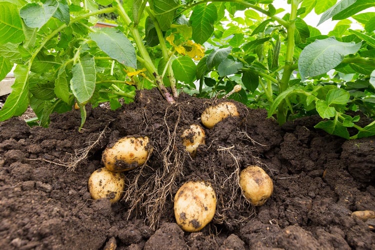 Farmers back photosynthesis tech but warn of market hurdles for rice and potato crops