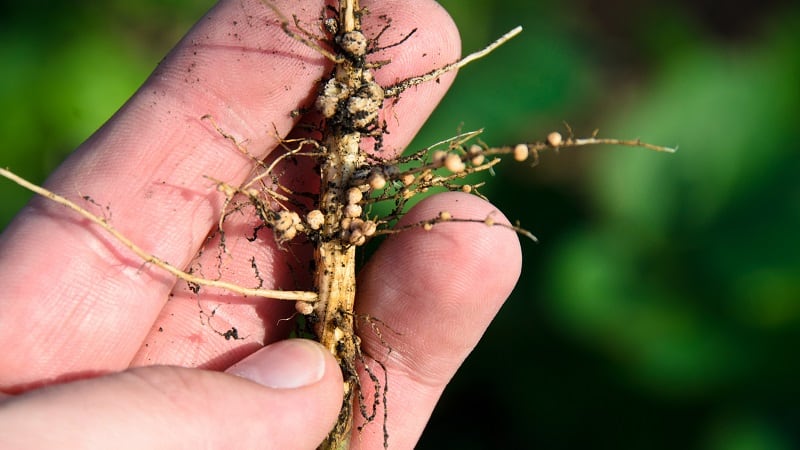 Treating soybean cyst nematode: Indigo Ag launches Biotrinsic Nemora FP