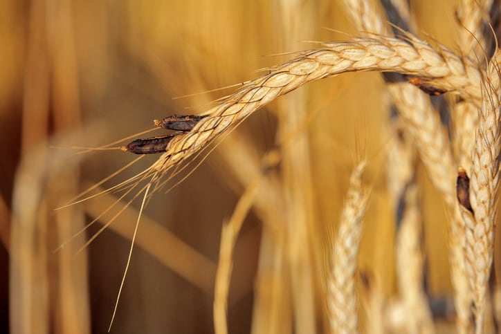 Ergot presence in feed crops a concern in the US 