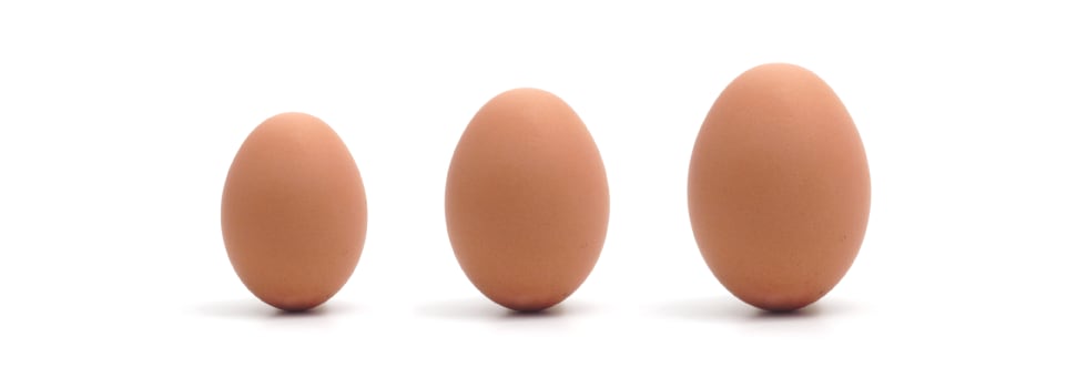 Feeding-impacts-shell-quality-bird-quality.png
