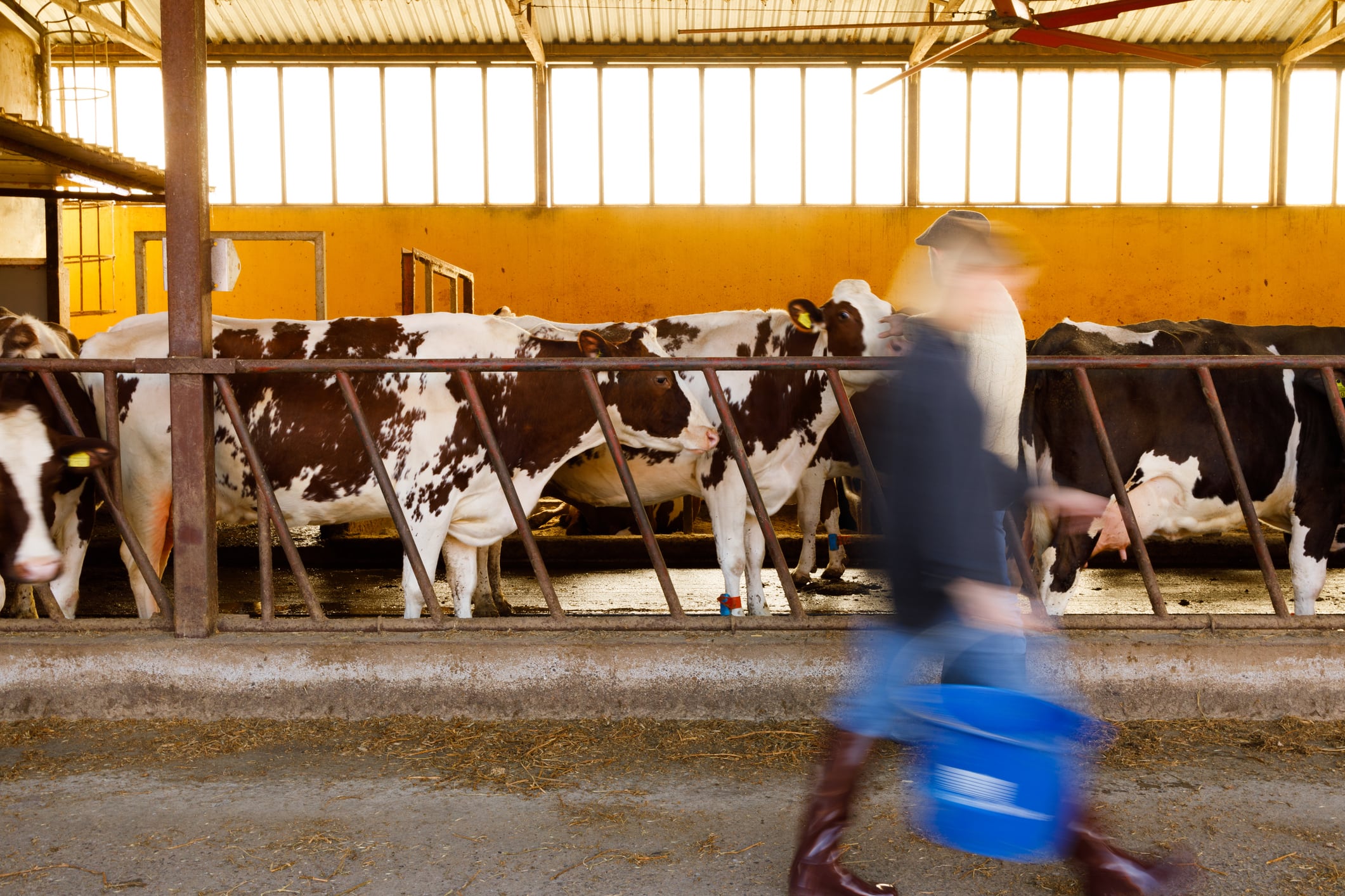 Livestock production remains a major user of antibiotics globally, driving demand for new solutions to improve animal health and reduce reliance on antimicrobials.