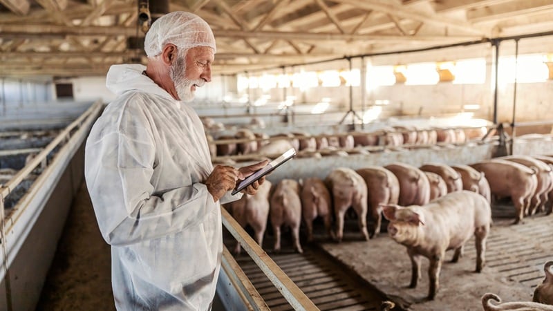 A pig farmer looking over his animals