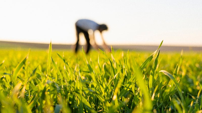 Corteva shares name of seed, genetics spin-off — Vylor