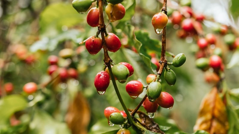 Nestlé’s sustainability strategy in Mexico: How the CPG giant is securing its supply chain