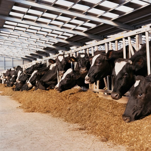Rapeseed-cake-offers-promise-as-methane-emissions-busting-tool-in-dairy-cow-production.jpg