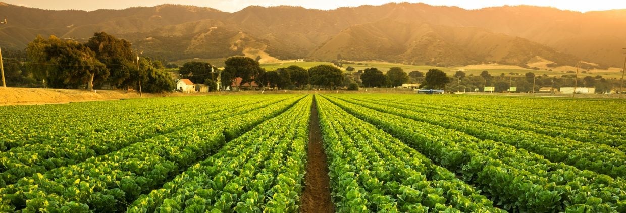 Crops grow on fertile farm land panoramic before harvest