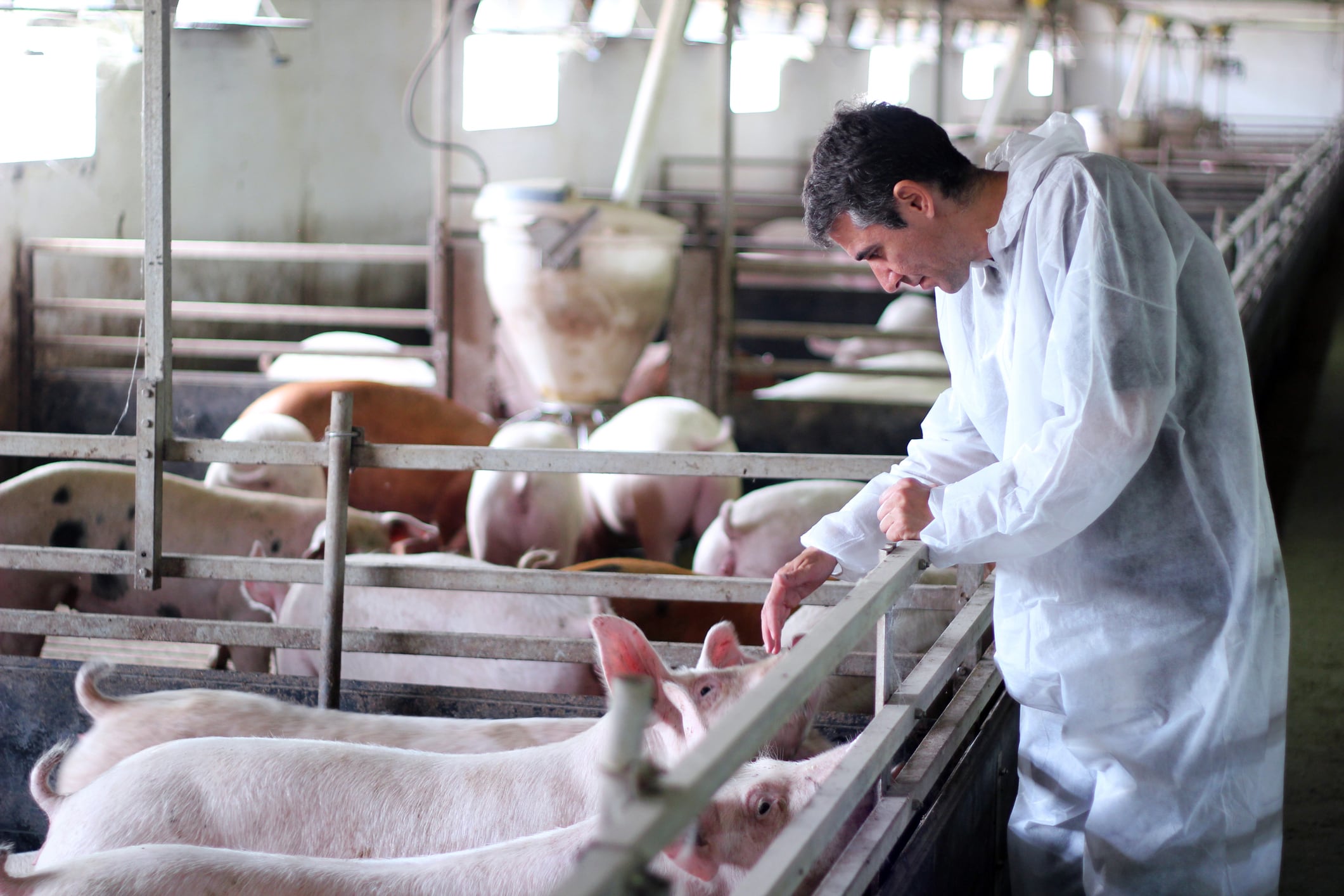 Animal health and nutrition industry heats up with strategic deals