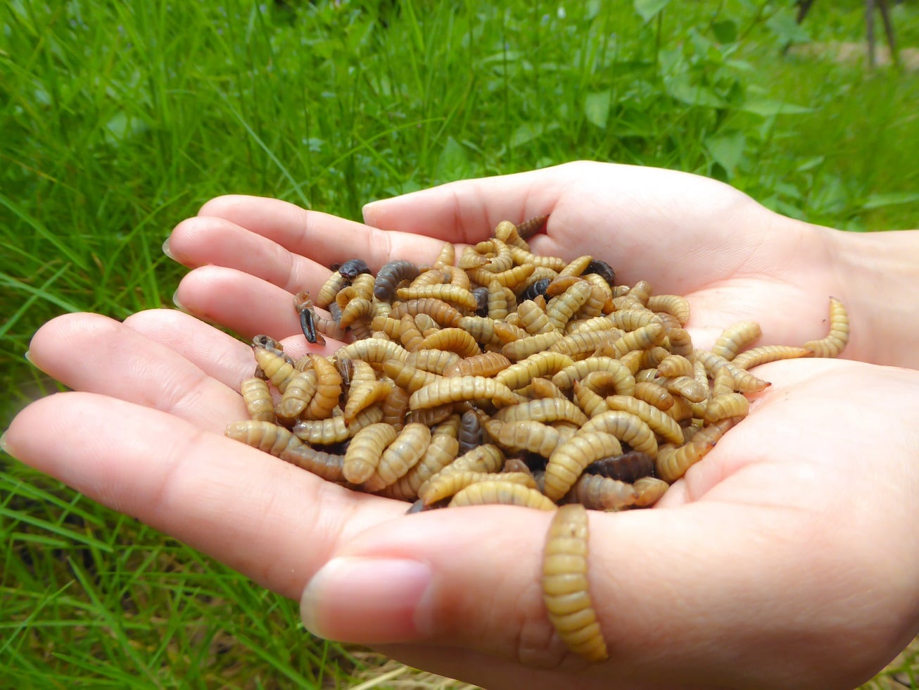 Study: BSF meal improves survivability, yields and FCR in shrimp diets