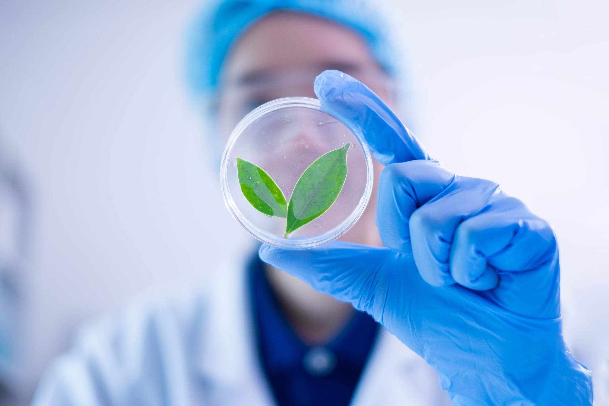 Mother plants ‘pre‑programme’ their seeds: new discovery could reshape crop breeding and resilience