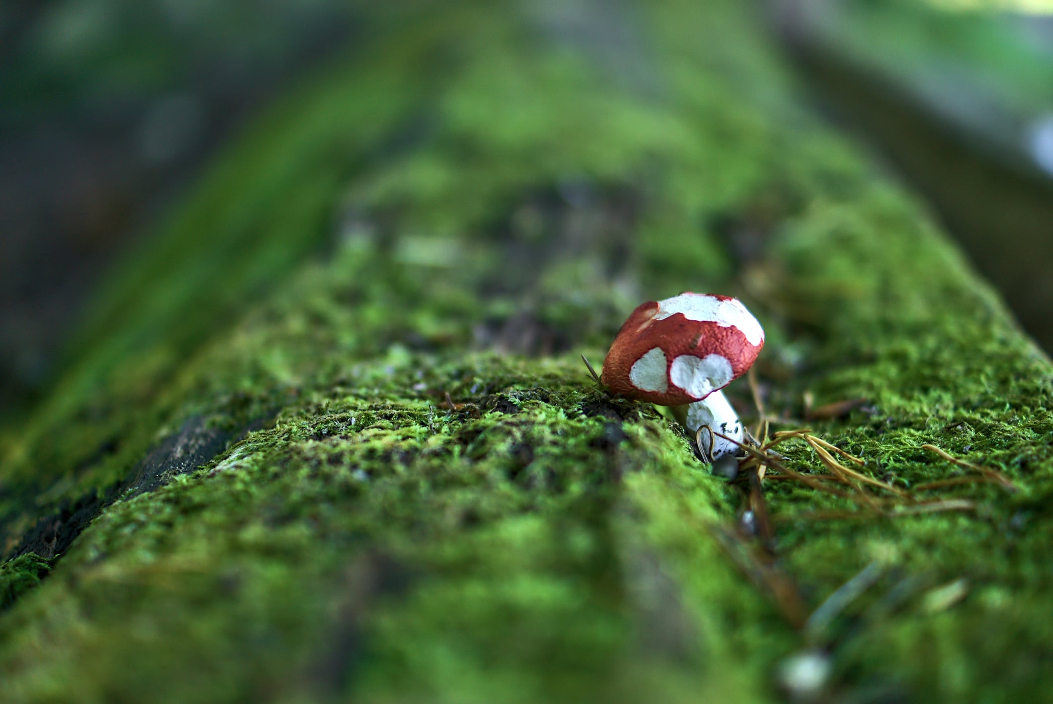 Rhizocore’s £4.5m funding fuels expansion of fungal tech for tree growth