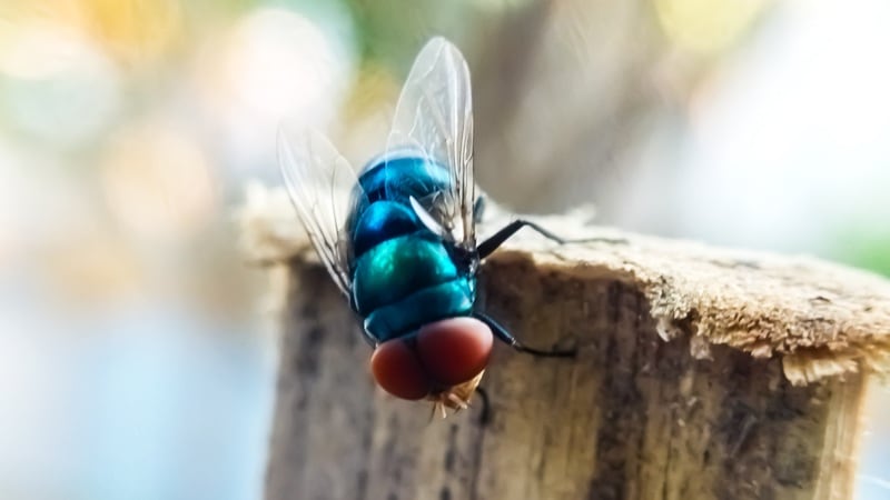 New World Screwworm fly
