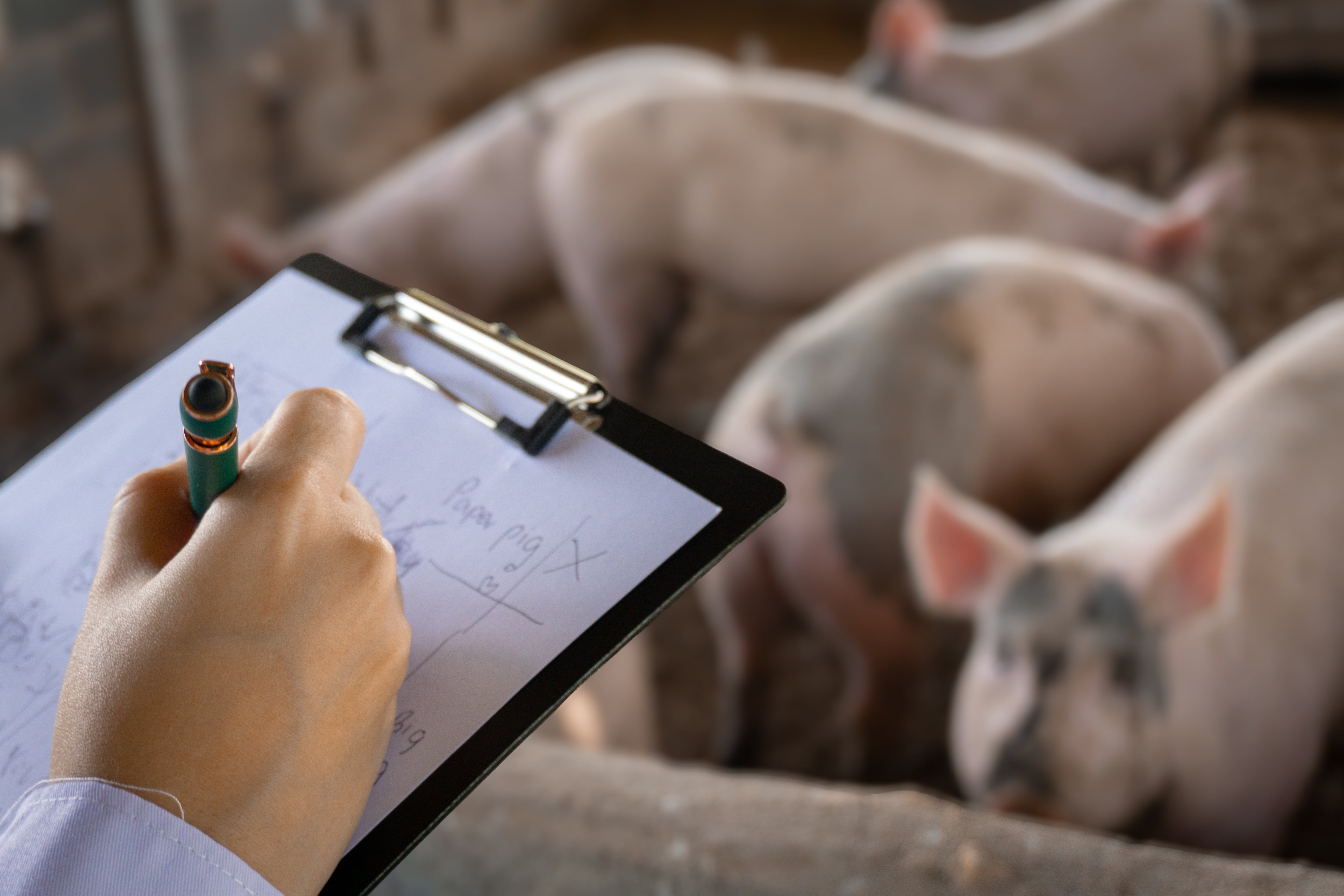 Canola meal can replace soybean meal in sow diets without harming performance: Canadian study