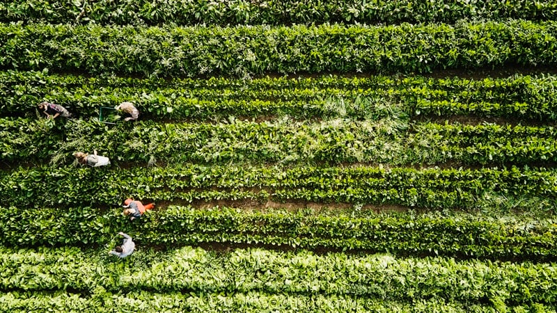 De-risking regen ag: Why reforms to the U.S. farm safety net are crucial