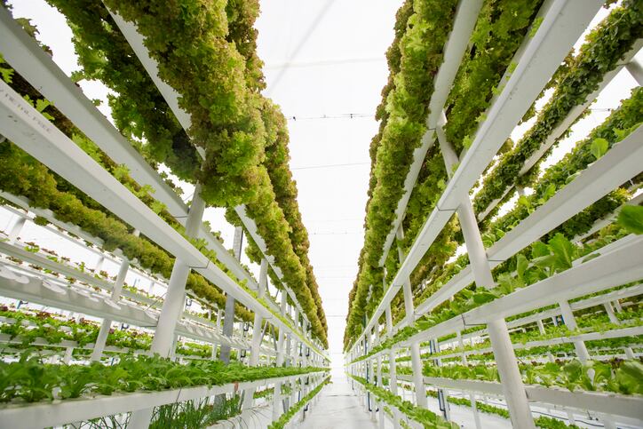 New approach to cultivar selection needed to maximise lettuce production in greenhouse vertical farming