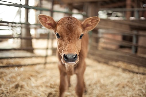 Calf conundrum: Is enforcement of Fonterra’s new policy on euthanasia enough to quell consumer dairy concerns?
