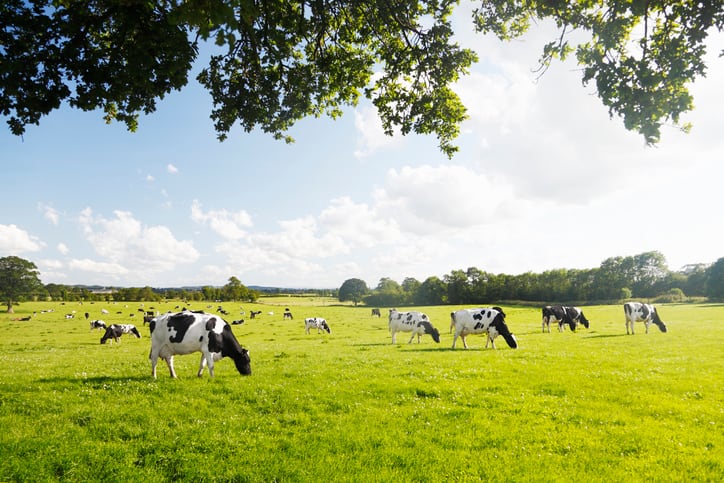Hazel leaves added to pellets may reduce methane emissions in dairy cows