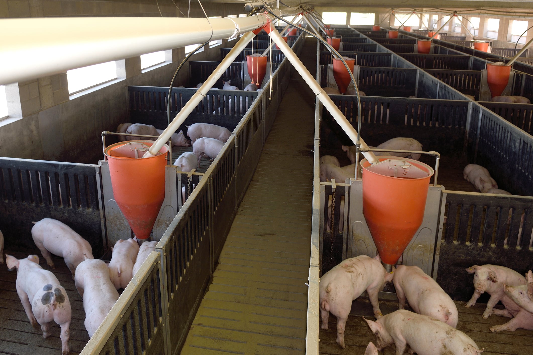 Spain probes lab link as ASF outbreak rocks Europe’s top pork exporter