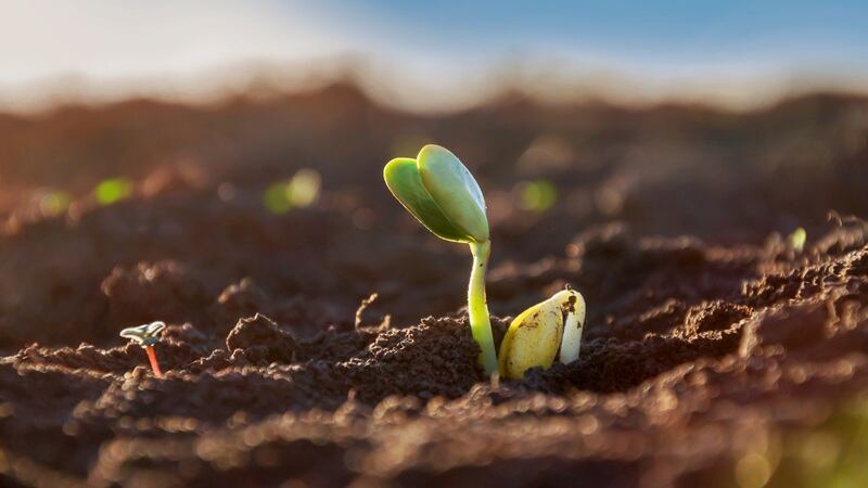 China must bridge regulatory gap to unlock new breeding technology market potential