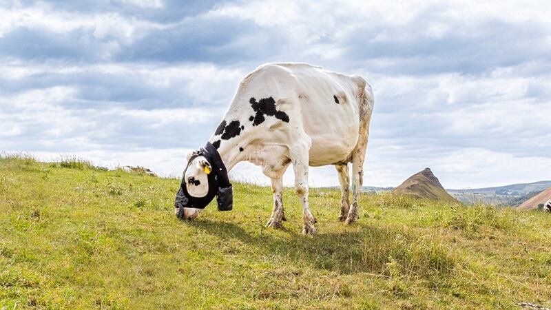 A ZELP wearable around a cow