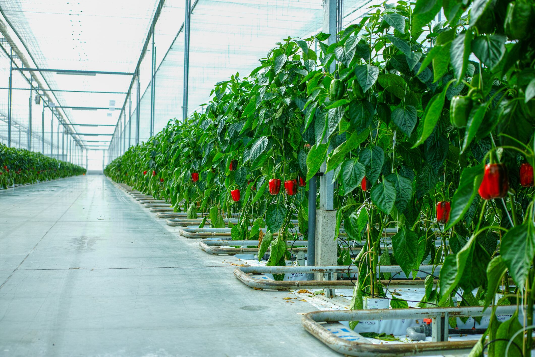 Bio farming in the Netherlands. The Dutch approach to testing and scaling new technology could inform UK policy